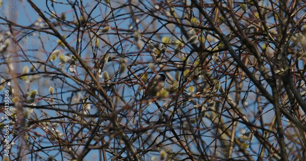 marsh tit - Poecile palustris is a Eurasian passerine bird in the tit family Paridae and genus Poecile, closely related to the willow tit. slow motion footage. Long-tailed tit bird feeding from Young marsh tit - Poecile palustris is a Eurasian passerine bird in the tit family Paridae and genus Poecile, closely related to the willow tit. slow motion footage. Long-tailed tit bird feeding from Young