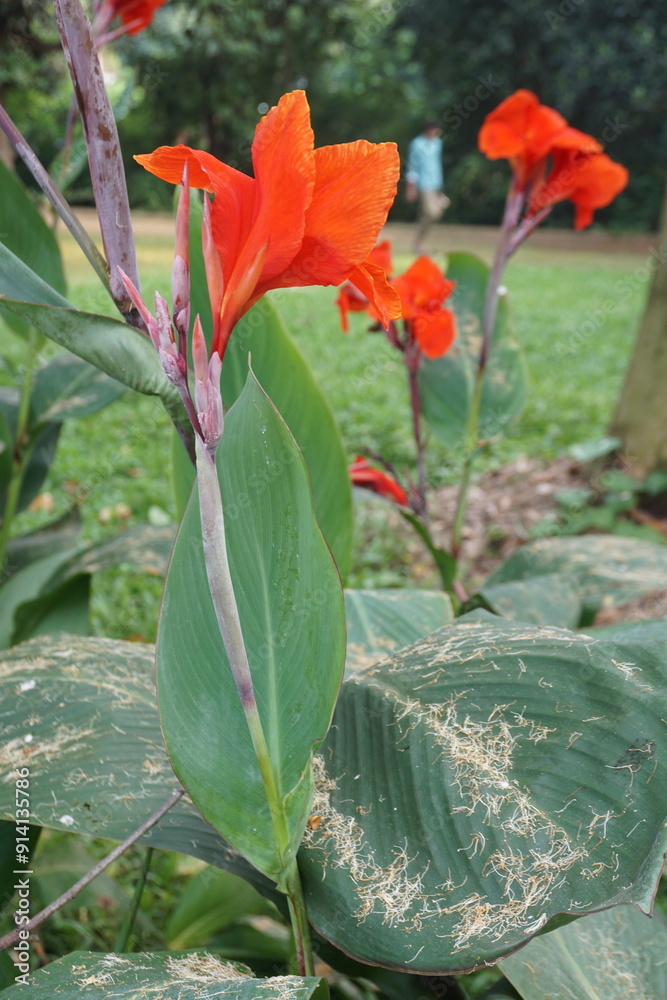 Obraz premium Golden canna. Close-up of flowers 