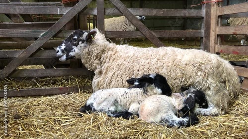 Sheep chewing cud with her three lambs in a barn at lambing time, North Yorkshire, England, United Kingdom
