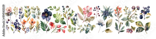 Watercolor wild herbs. Collection botanic garden elements. Vector illustration.