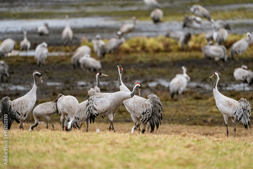 Cranes (grus grus) during a courtship dance and in the background a group of cranes eating and fighting and standing around the lake photo