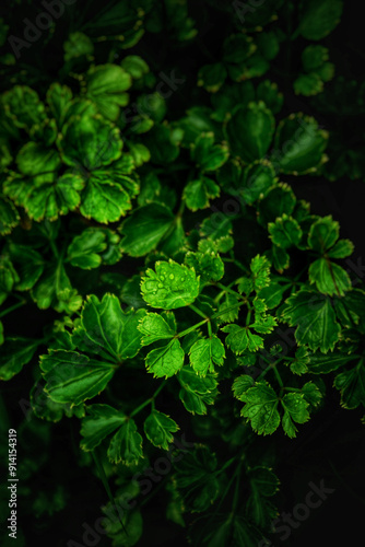 green leaves in the garden