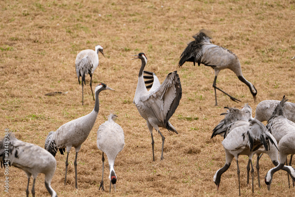 Obraz premium Group of cranes eating and fighting and standing around the lake
