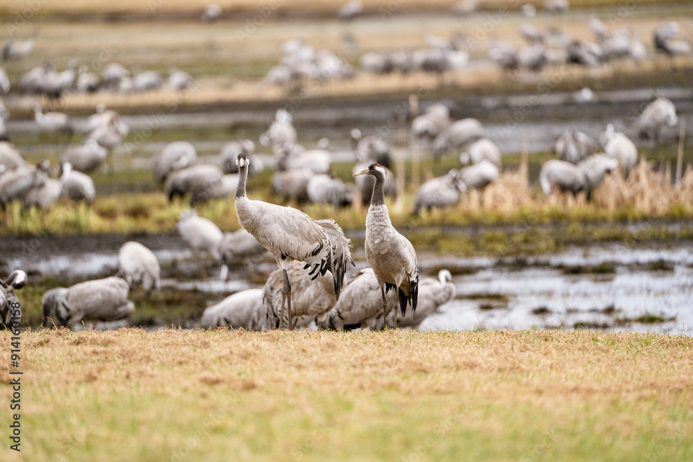 Group of cranes eating and fighting and standing around the lake Group of cranes eating and fighting and standing around the lake