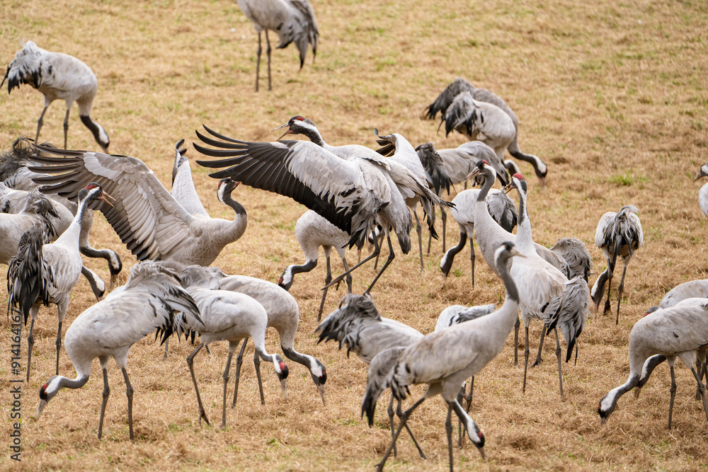 Obraz premium Group of cranes eating and fighting and standing around the lake
