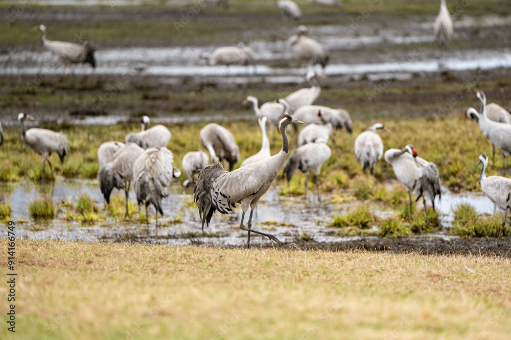 Obraz premium Group of cranes eating and fighting and standing around the lake