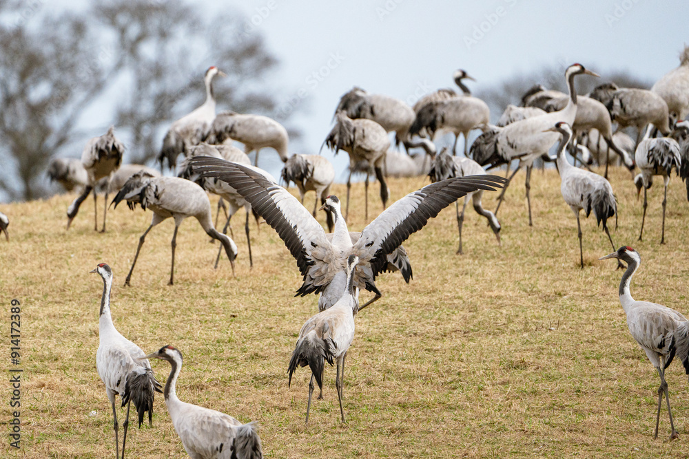 Obraz premium Cranes (grus grus) during a courtship dance and in the background a group of cranes eating and fighting and standing around the lake