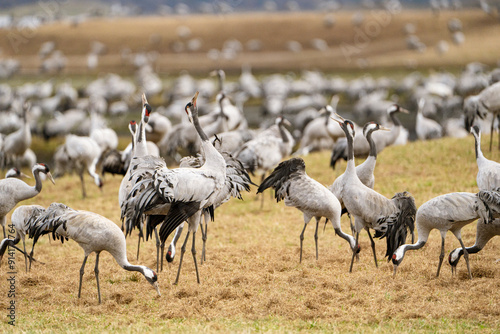 Group of cranes eating and fighting and standing around the lake