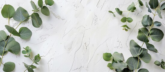 Top view of white surface with eucalyptus leaves ideal for copy space image