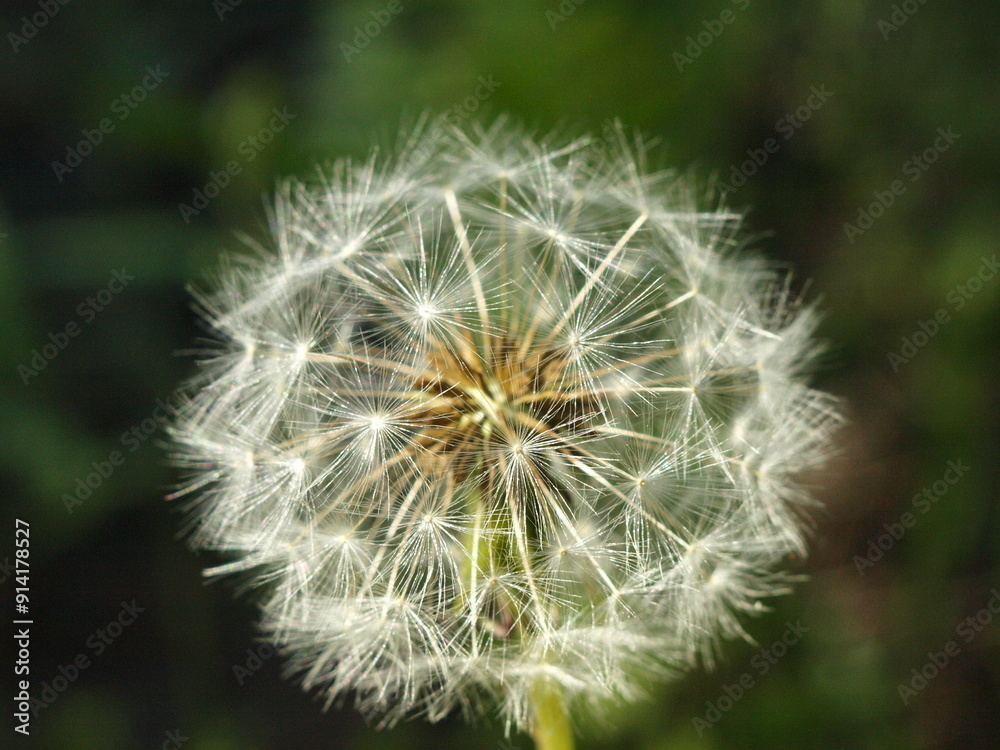 Fototapeta premium The photo shows a beautiful dandelion flower. Macro.