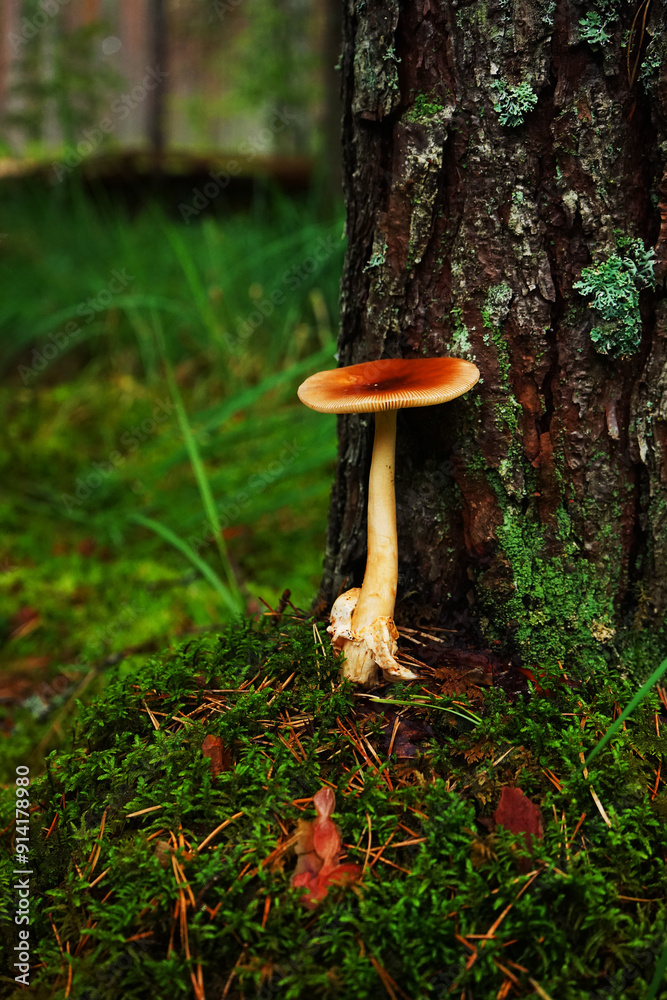 Edible mushroom growing in moss near a tree trunk in the forest Edible mushroom growing in moss near a tree trunk in the forest