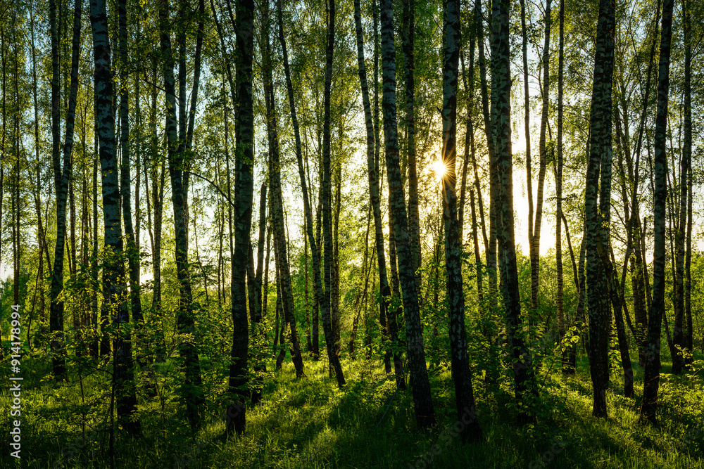 Grove of birches with young green leaves at sunset or sunrise in spring or summer. Grove of birches with young green leaves at sunset or sunrise in spring or summer.