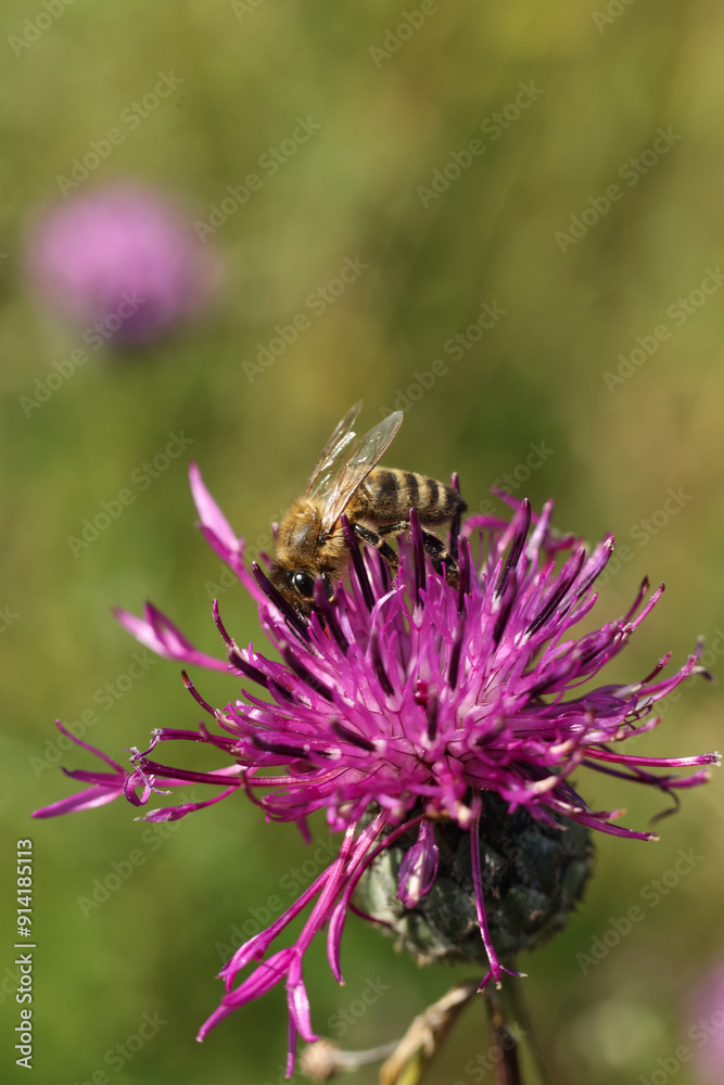 Bee collecting pollen from a purple thistle flower on a meadow Bee collecting pollen from a purple thistle flower on a meadow