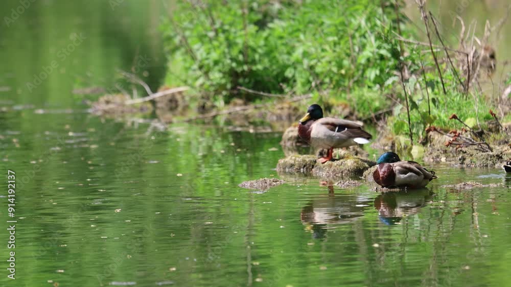 Ducks sleep, clean their feathers, eat algae. Ducks are beautifully reflected in water. A family of ducks, geese swims in a water channel, river, lake. Ducks sleep, clean their feathers, eat algae. Ducks are beautifully reflected in water. A family of ducks, geese swims in a water channel, river, lake.