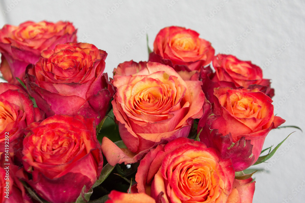 グラデーションカラーのバラ