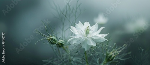 A fragile white Nigella sativa blossom in misty surroundings providing a botanical backdrop for text or images. Copy space image. Place for adding text and design photo