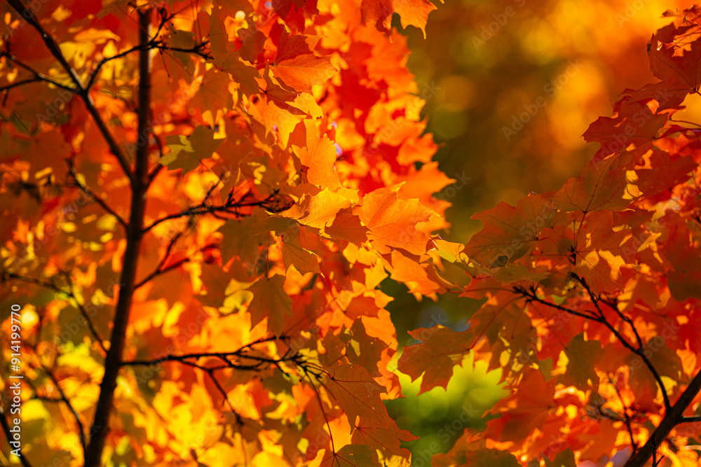 Beautiful autumn landscape. Autumn foliage.Falling maple leaf seasons. Maple leaves yellow, orange, red. Autumn leaves of maple trees. Autumn fall leaves in sunlight. Natural fall background. Beautiful autumn landscape. Autumn foliage.Falling maple leaf seasons. Maple leaves yellow, orange, red. Autumn leaves of maple trees. Autumn fall leaves in sunlight. Natural fall background.