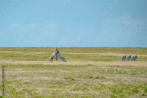Zebras Playfully Sparring in the Savannah