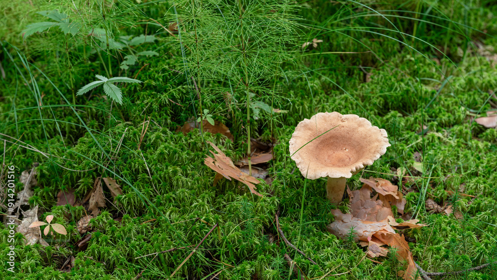 A forest mushroom on a moss covered ground. A forest mushroom on a moss covered ground.