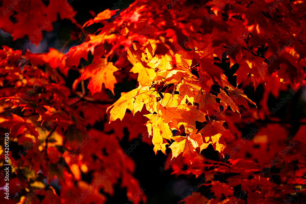 Autumn leaves of maple trees. Autumn fall leaves in sunlight. Natural autumn background. Autumnal background. Foliage, falling leaves background. Autumn leaf. Autumn leaves of maple trees. Autumn fall leaves in sunlight. Natural autumn background. Autumnal background. Foliage, falling leaves background. Autumn leaf.
