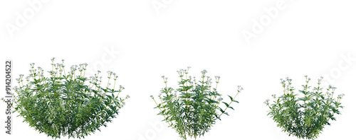 Set of Galium odoratum (the sweet woodruff, or sweetscented bedstraw) isolated png on a transparent background perfectly cutout high resolution photo