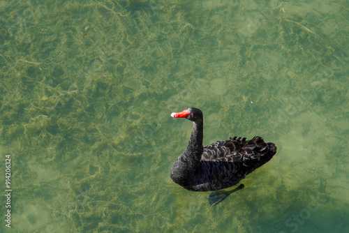 Black Swans in Summer Palace, beijing