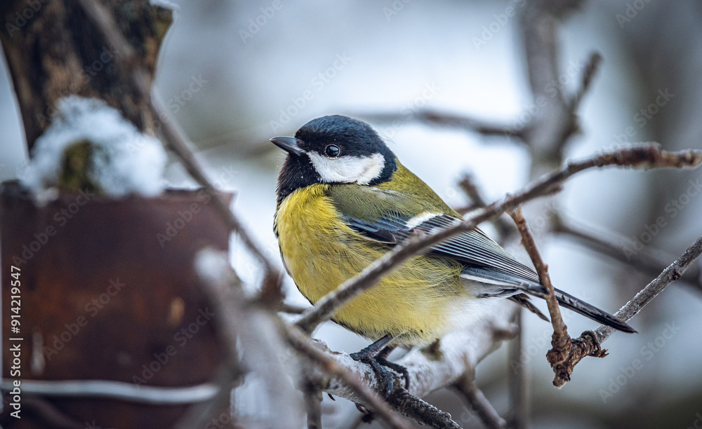 Naklejka premium Wild bird