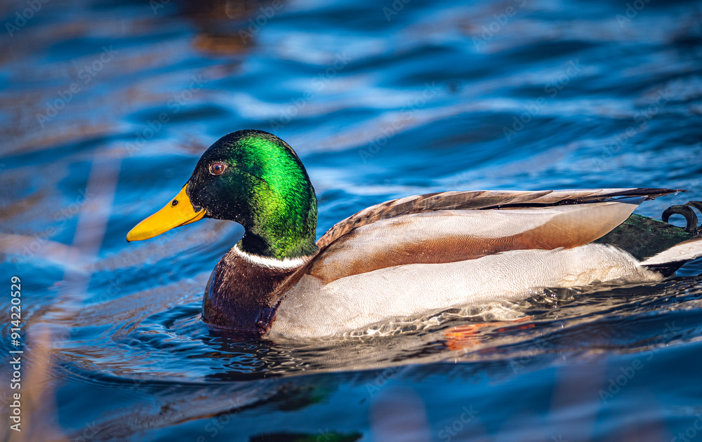 Obraz premium Wild duck