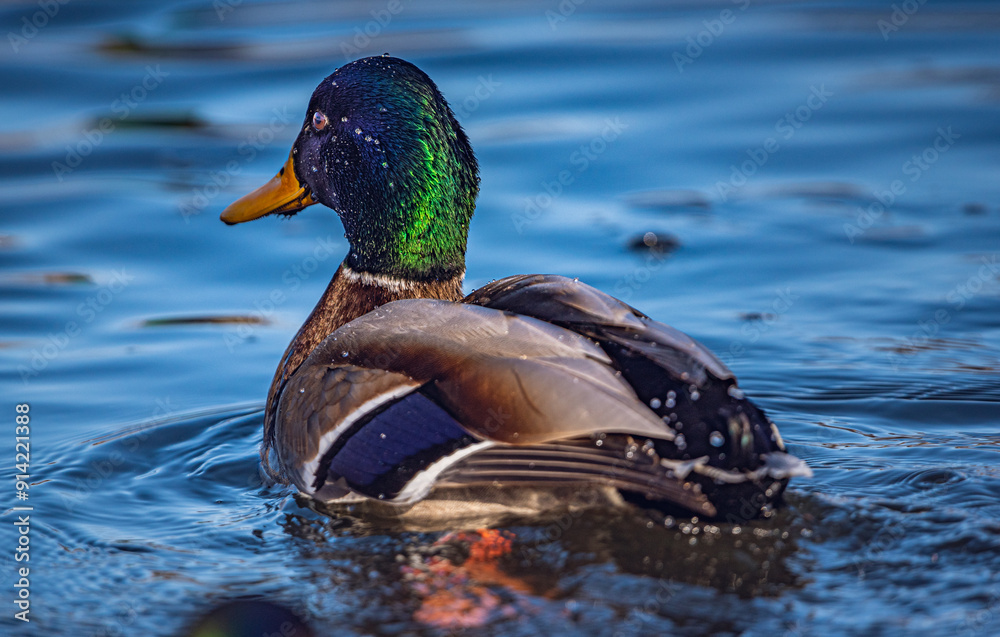 Wild duck Wild duck