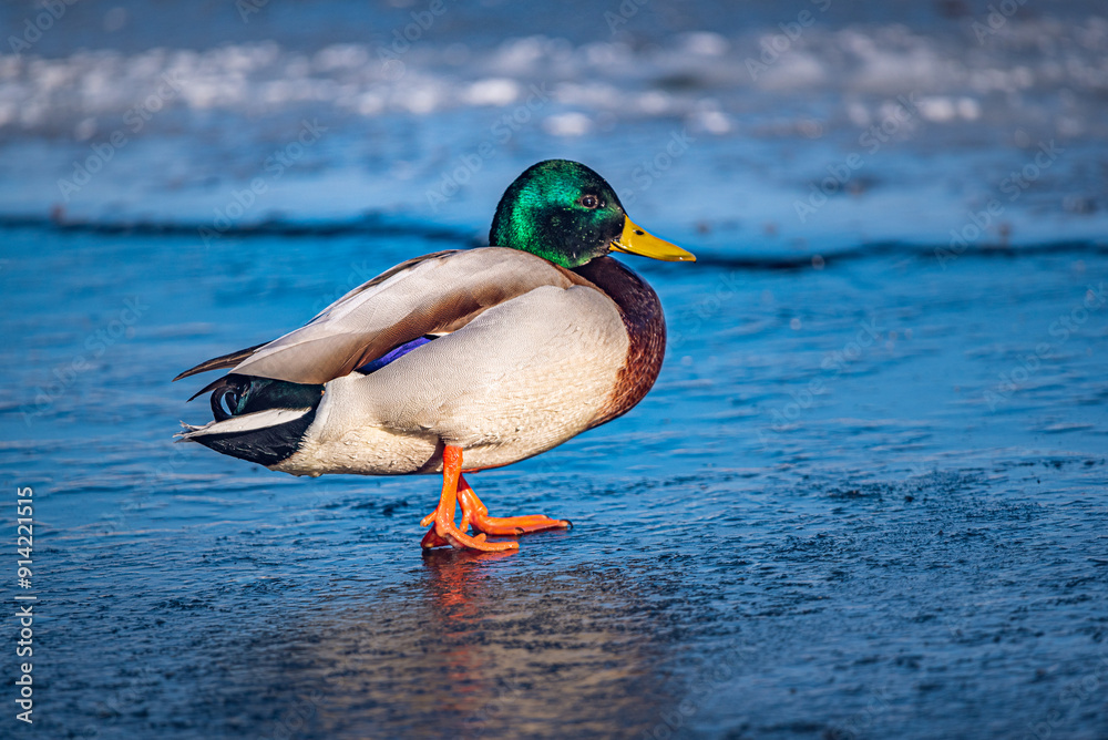 Obraz premium Wild duck
