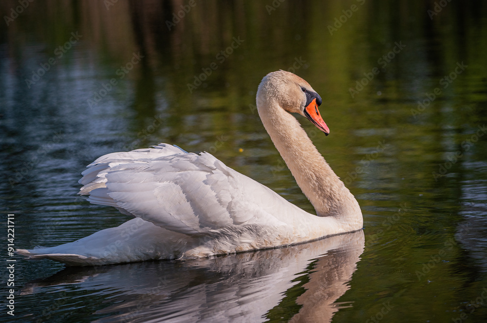 Fototapeta premium Swan