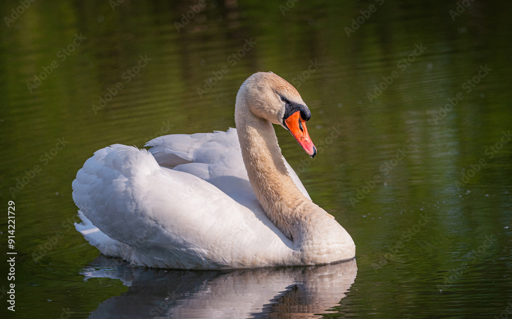 Fototapeta premium Swan