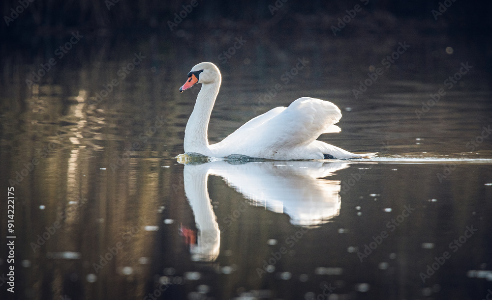 Naklejka premium Swan