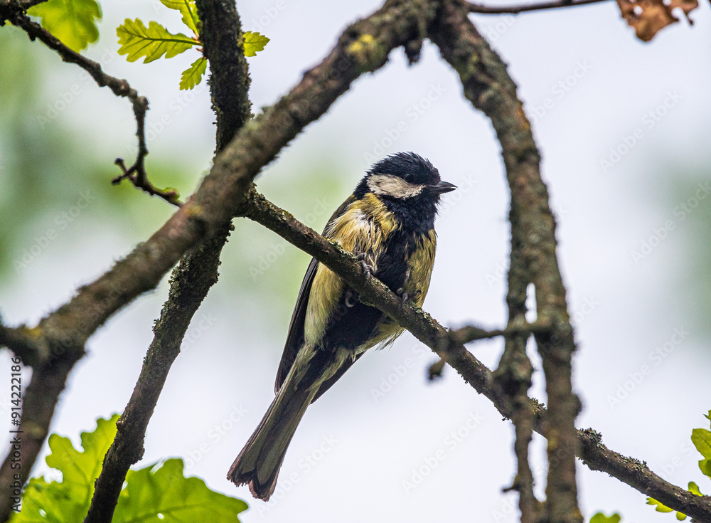 Fototapeta premium Wild bird