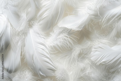 Close-up image of swan feathers, showing the softness and texture of the plumage.