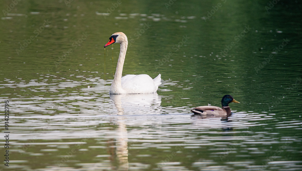 Fototapeta premium Swan