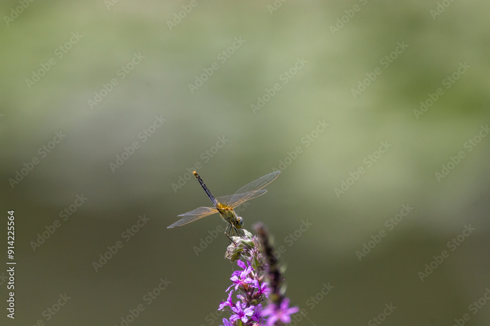 libellula all'oasi naturalistica di Torrile e Trecasali. libellula all'oasi naturalistica di Torrile e Trecasali.