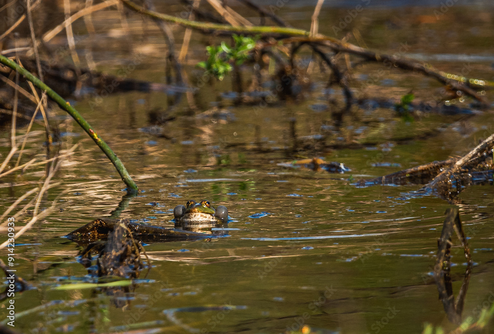 Frog Frog