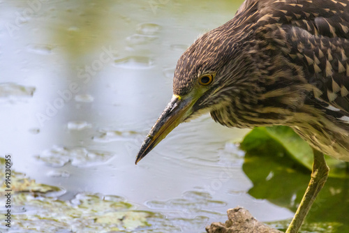 giovani di nitticora all'oasi naturalistica di Torrile e Trecasali. photo