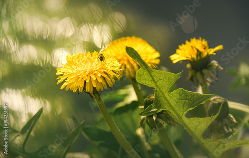 Dandelion