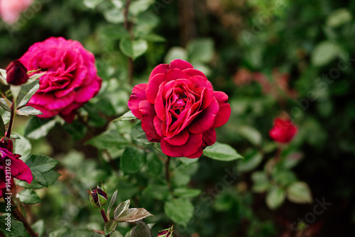 Beautiful bright vine red roses on bush in garden close up, floral wallpaper. Gardening and plants care concept, dark shades photo