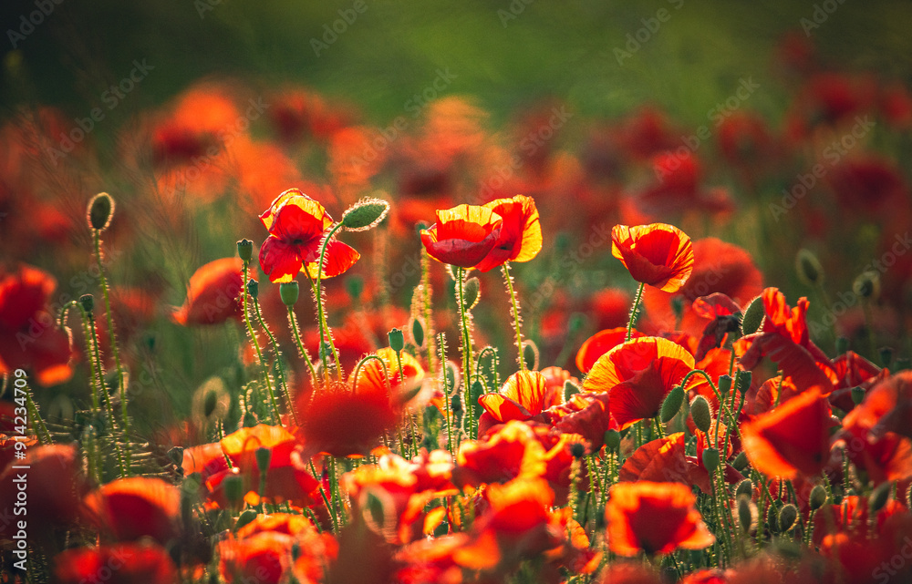 Fototapeta premium Poppy