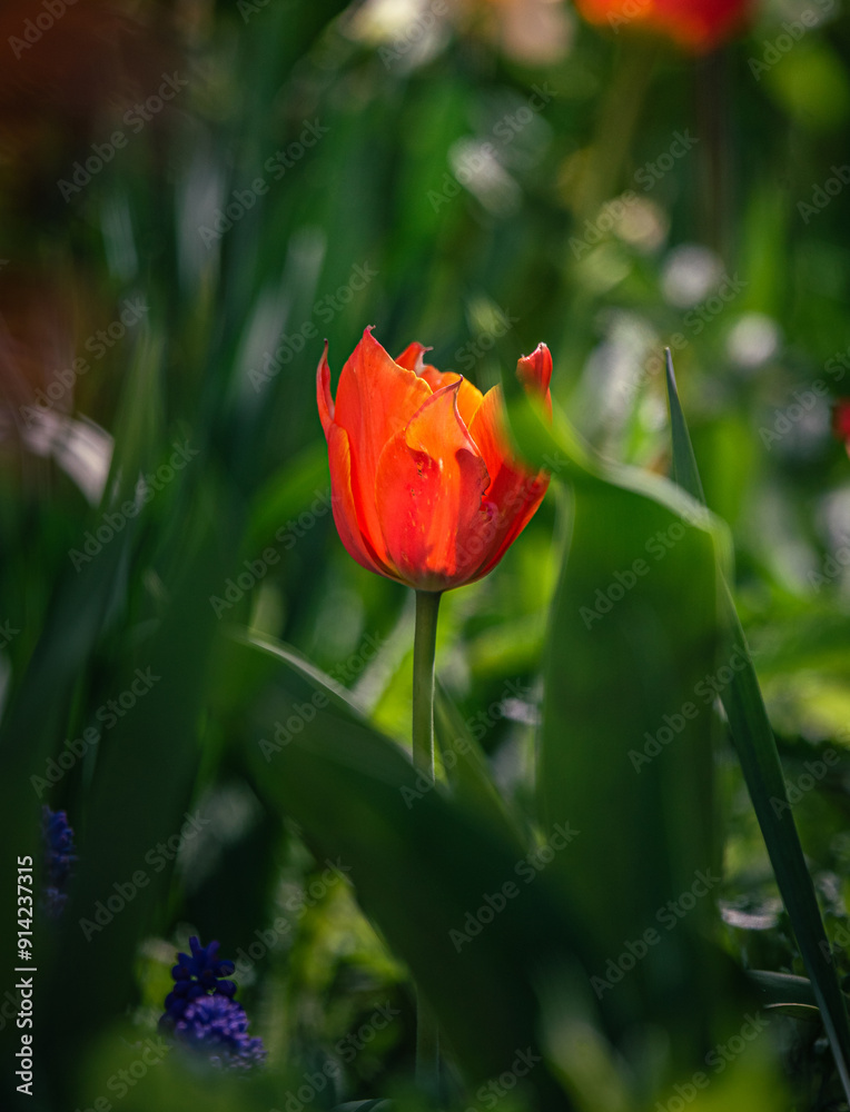 Naklejka premium Tulip