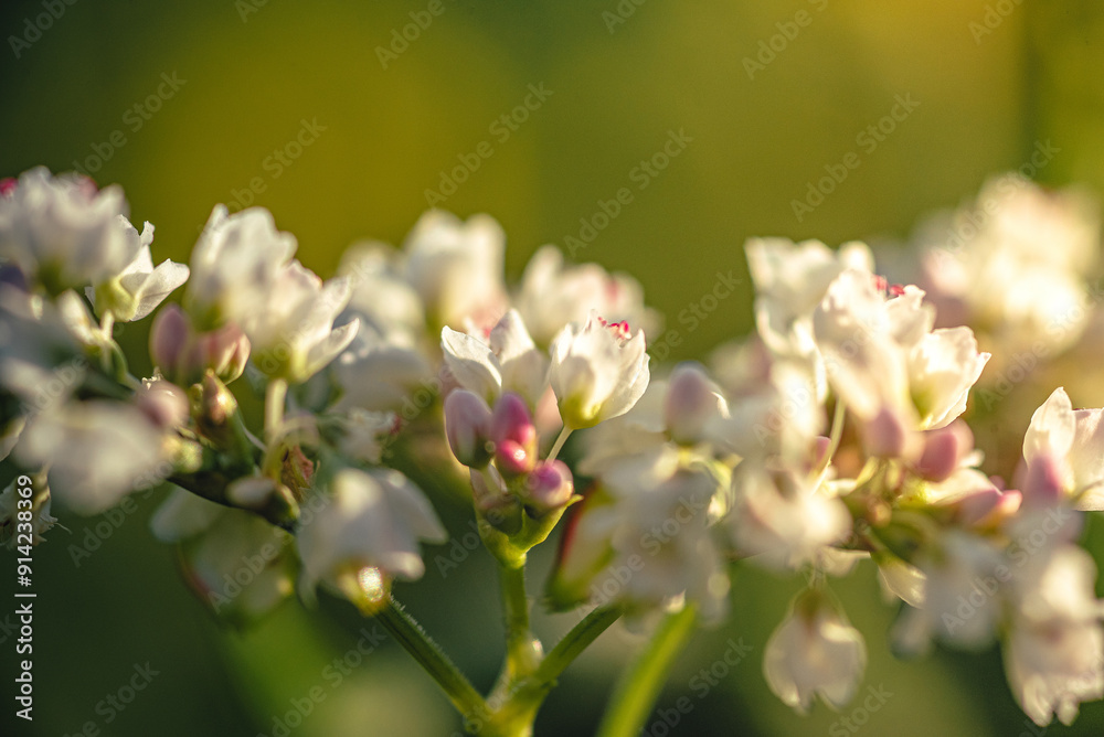 Wild flowers Wild flowers