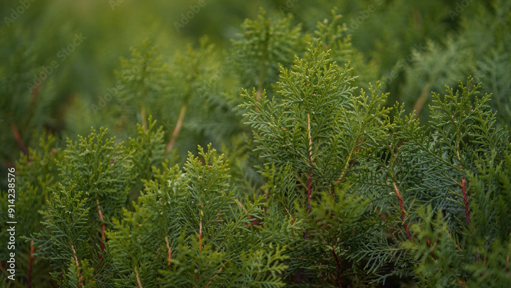 Green Fern Foliage in Focused Nature Video, Close-Up of Lush Greenery in a Tranquil Garden Setting Stock Video. Green Fern Foliage in Focused Nature Video, Close-Up of Lush Greenery in a Tranquil Garden Setting Stock Video.