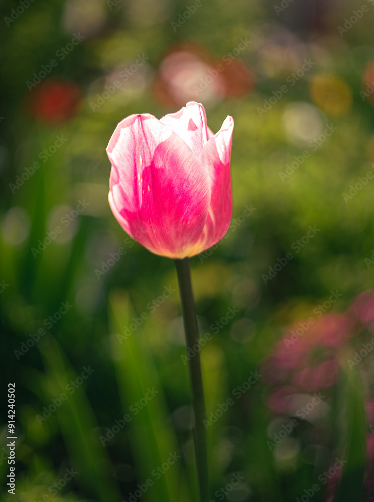 Tulip Tulip