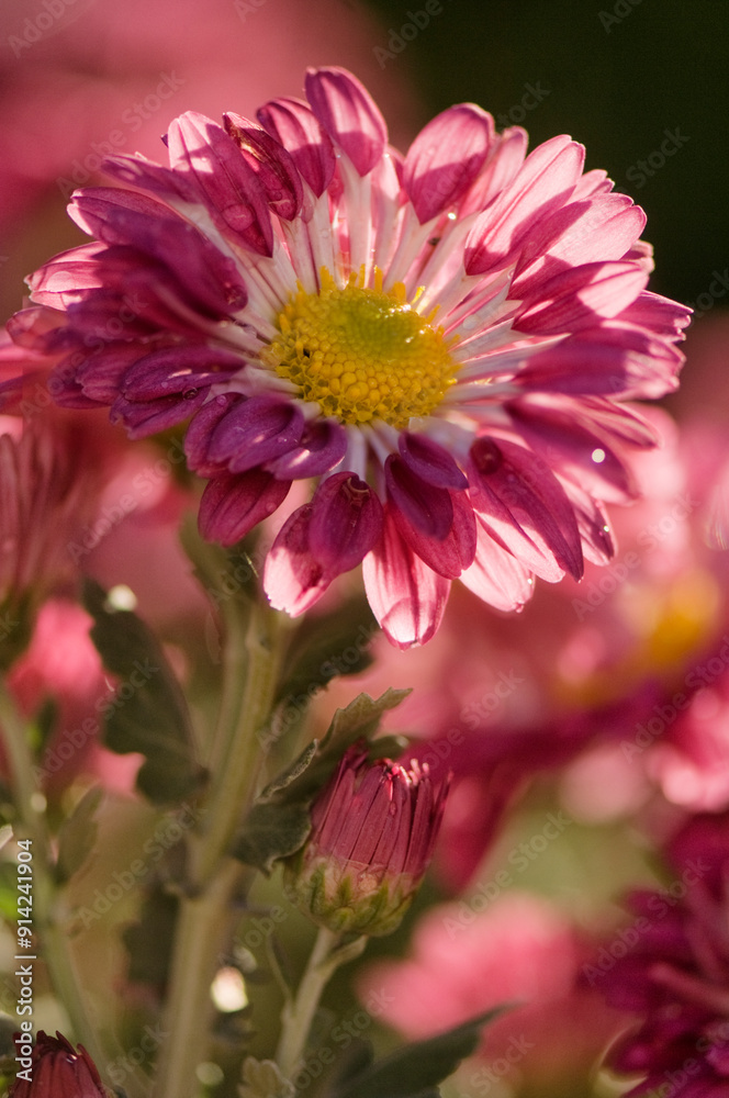Chrysanthemums in Bloom. Chrysanthemum 'Fantasy' Chrysanthemums in Bloom. Chrysanthemum 'Fantasy'
