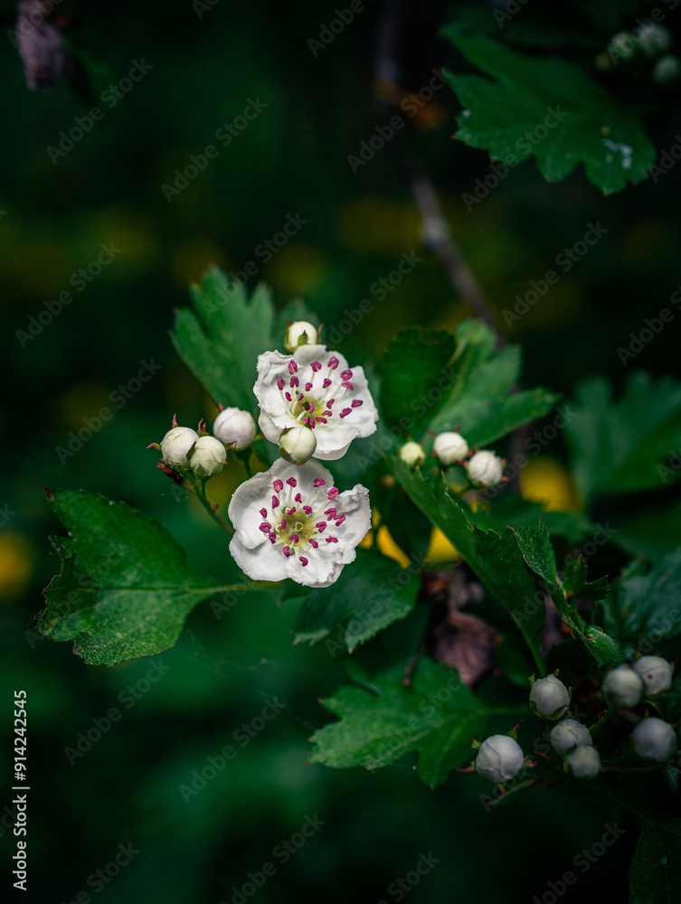 Wild flowers Wild flowers