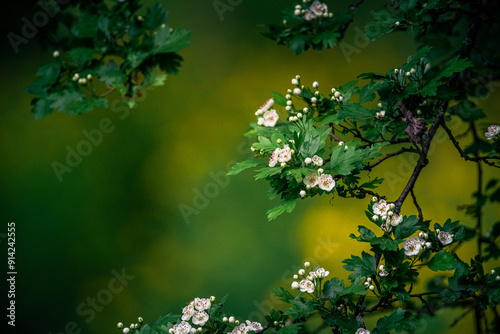 Wild flowers