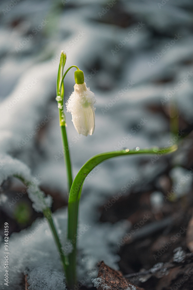 Obraz premium Snowdrop